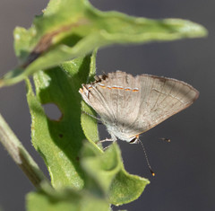 Strymon melinus pudica