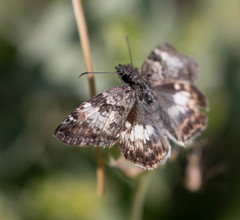 Chiomara georgina pelagica