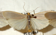 Eilema caniola