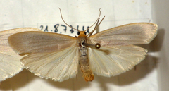Eilema caniola