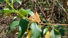 Netrocoryne repanda