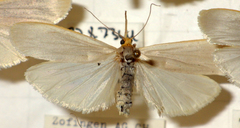 Eilema caniola