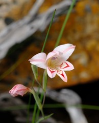 Gladiolus vigilans