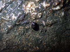 Hydrophilidae