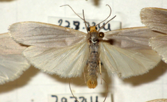 Eilema caniola