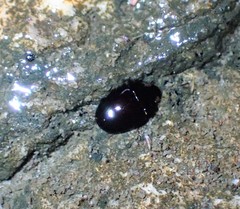 Hydrophilidae