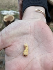 Placosternus difficilis