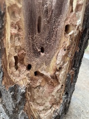 Placosternus difficilis