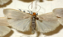 Eilema caniola