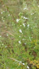 Teucrium corymbosum