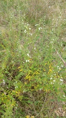 Teucrium corymbosum