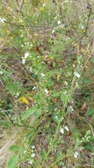 Teucrium corymbosum