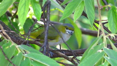 Euphonia chrysopasta