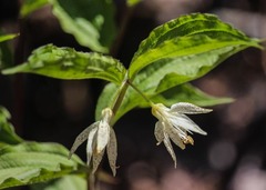 Prosartes maculata