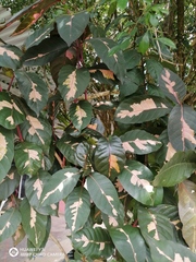 Graptophyllum