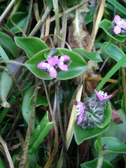 Tradescantieae