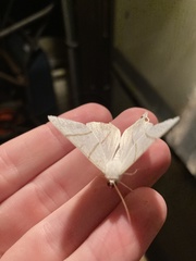 Ourapteryx maculicaudaria