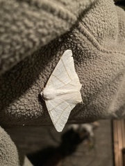 Ourapteryx maculicaudaria