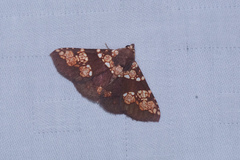 Saroba pustulifera