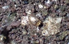 Hydrophilidae