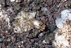 Hydrophilidae