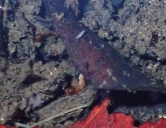 Pterygota