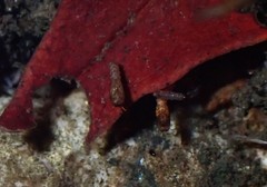 Pterygota