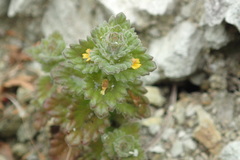Euphrasia mollis