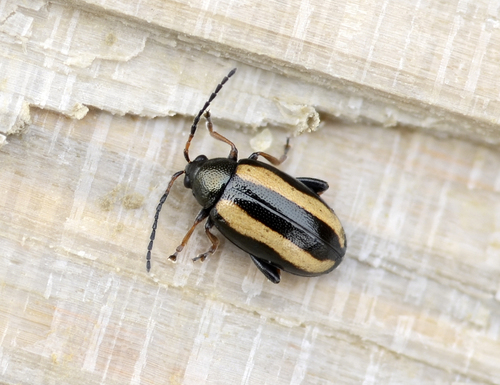 Large Striped Flea Beetle