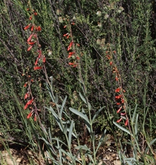 Penstemon centranthifolius