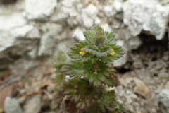 Euphrasia mollis