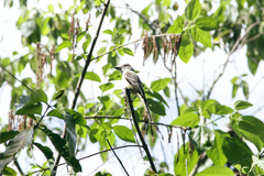 Myiarchus ferox