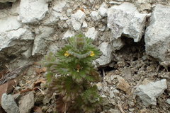 Euphrasia mollis