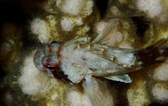 Sebastapistes cyanostigma