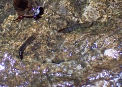 Pterygota