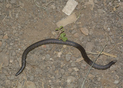 Uropeltis macrolepis