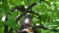 Columba palumbus