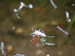 Culicidae