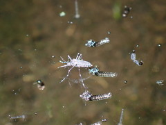 Culicidae