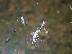 Culicidae