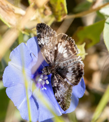 Chiomara georgina pelagica