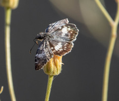 Chiomara georgina pelagica