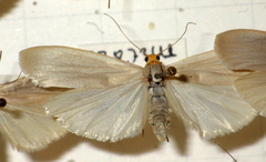 Eilema caniola