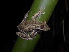 Nyctimantis pomba