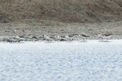 Calidris minuta