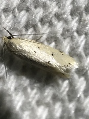 Tachystola hemisema