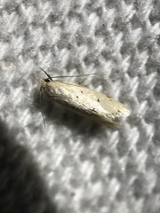 Tachystola hemisema