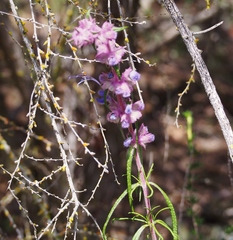 Trichostema lanatum