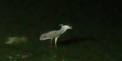 Nycticorax nycticorax