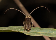 Philus pallescens